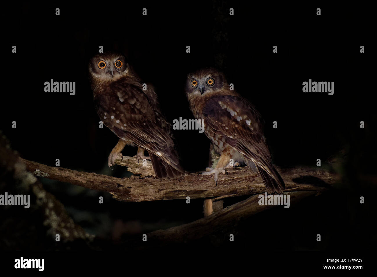 Ninox boobook - Sud Australiano Boobook gufo nella notte in Victoria, Australia Foto Stock