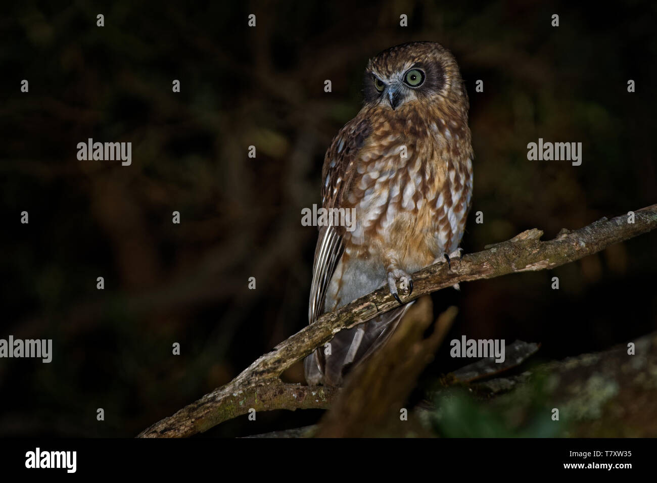 Boobook meridionale - Ninox boobook piccolo gufo dall Australia di notte, nativo per il continente australiano, Nuova Guinea, l'isola di Timor Est e la Sunda ho Foto Stock