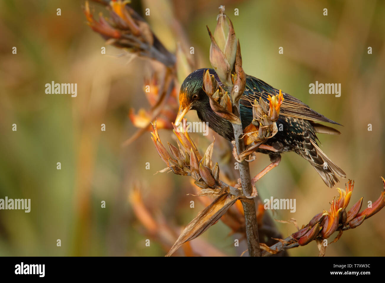 Europea - Starling Sturnus vulgaris impollinare i fiori australiani. Uccello europeo introdotto in Australia, Nuova Zelanda, Sud America, Nord Amer Foto Stock