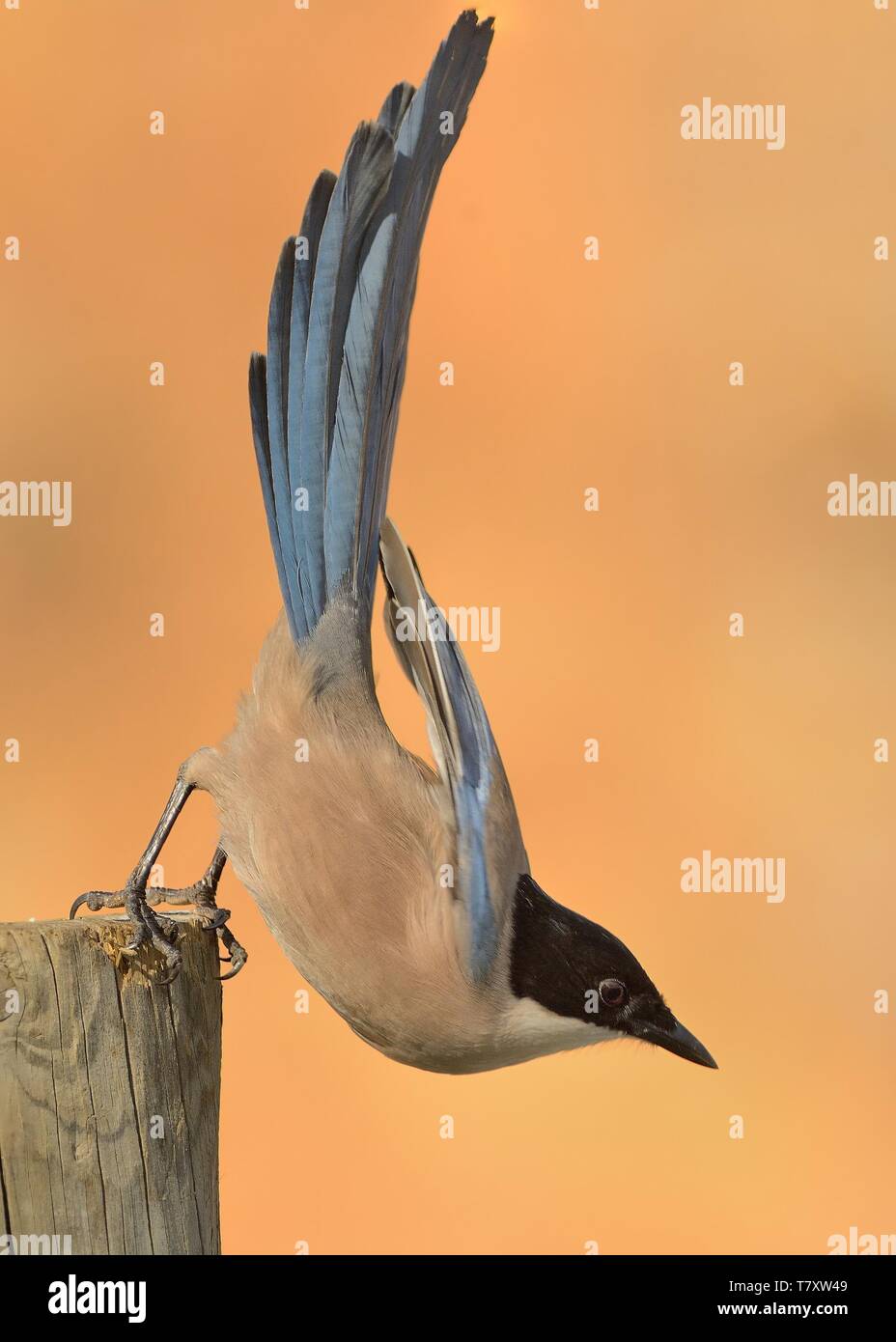Azzurro-winged Gazza (Cyanopica cyanus) alla ricerca di cibo. Foto Stock
