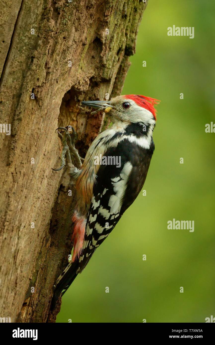 Medio macchie Picchio - Dendrocopos medius seduta sul tronco di albero e di alimentazione, foresta verde Foto Stock