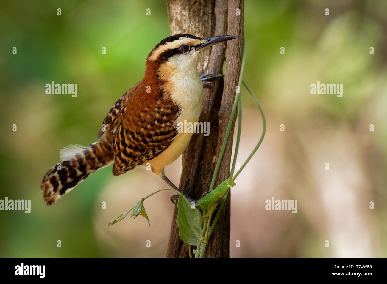 Rufous-naped Wren - Campylorhynchus rufinucha songbird della famiglia Troglodytidae, residente specie di allevamento dal centro-sud-ovest del Messico per northwe Foto Stock