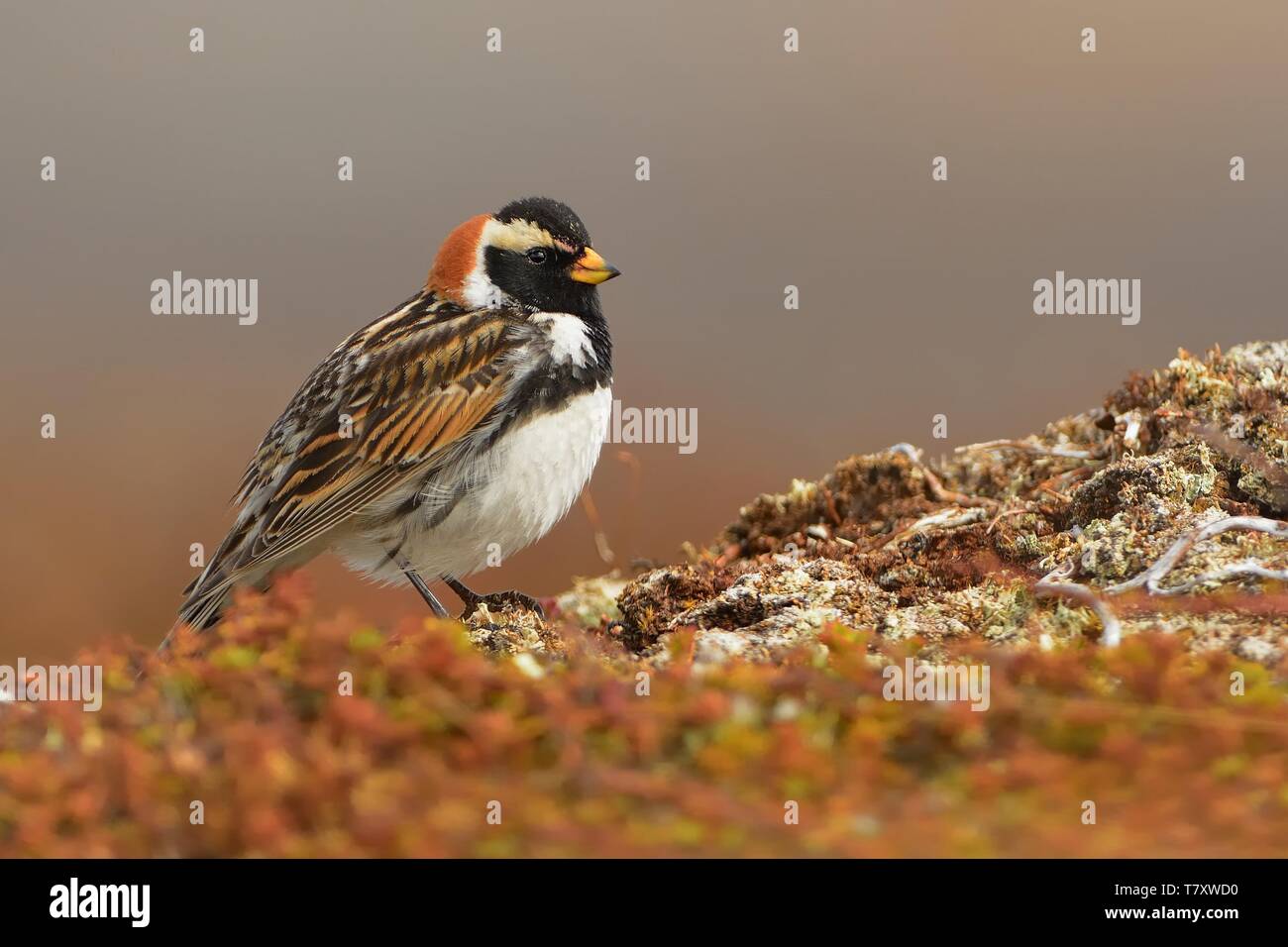 Lapland Bunting - Calcarius lapponicus nella tundra norvegese. Foto Stock