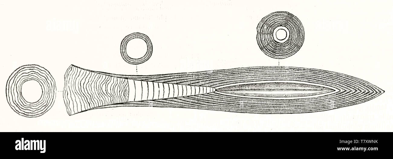 Antico stile contorno illustrazione di Belemnitida fossile e la sua sezione trasversale orizzontale orientato composizione grafica di autore non identificato publ. su Magasin pittoresco Parigi 1848 Foto Stock