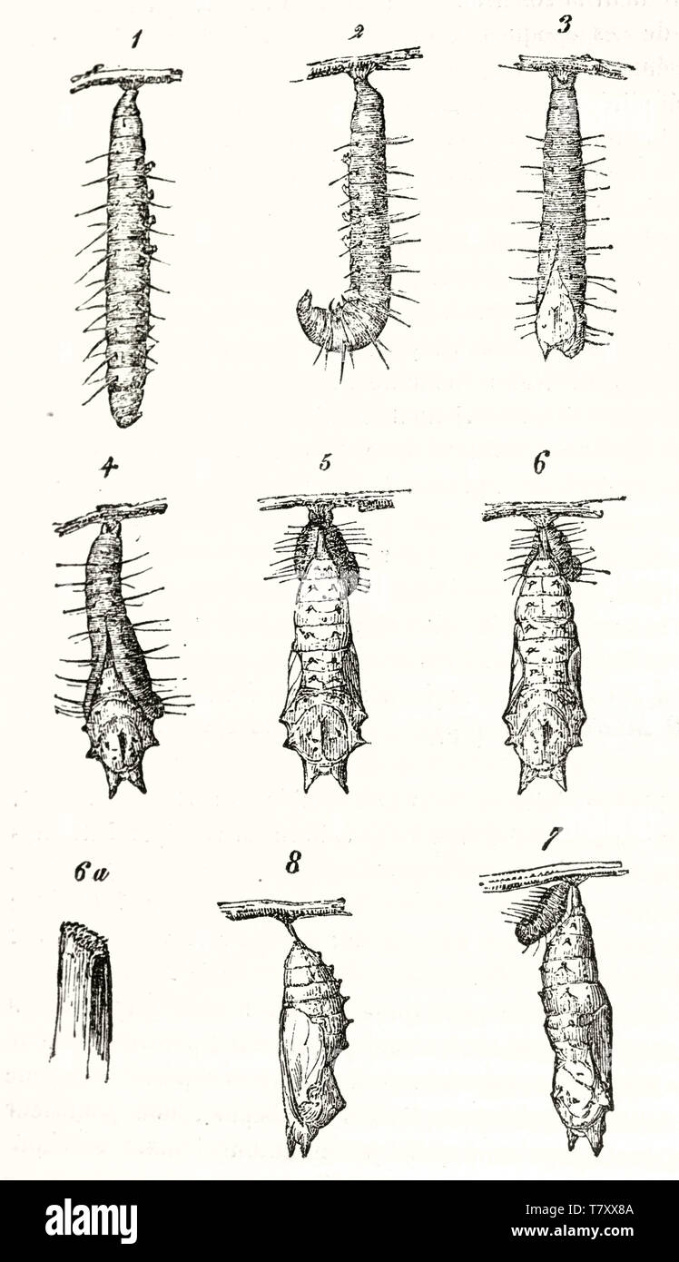 Vecchia illustrazione che mostra le varie fasi di caterpillar metamorfosi. Ogni elemento è isolato su sfondo bianco. Da autore non identificato publ. su Magasin pittoresco Parigi 1848 Foto Stock