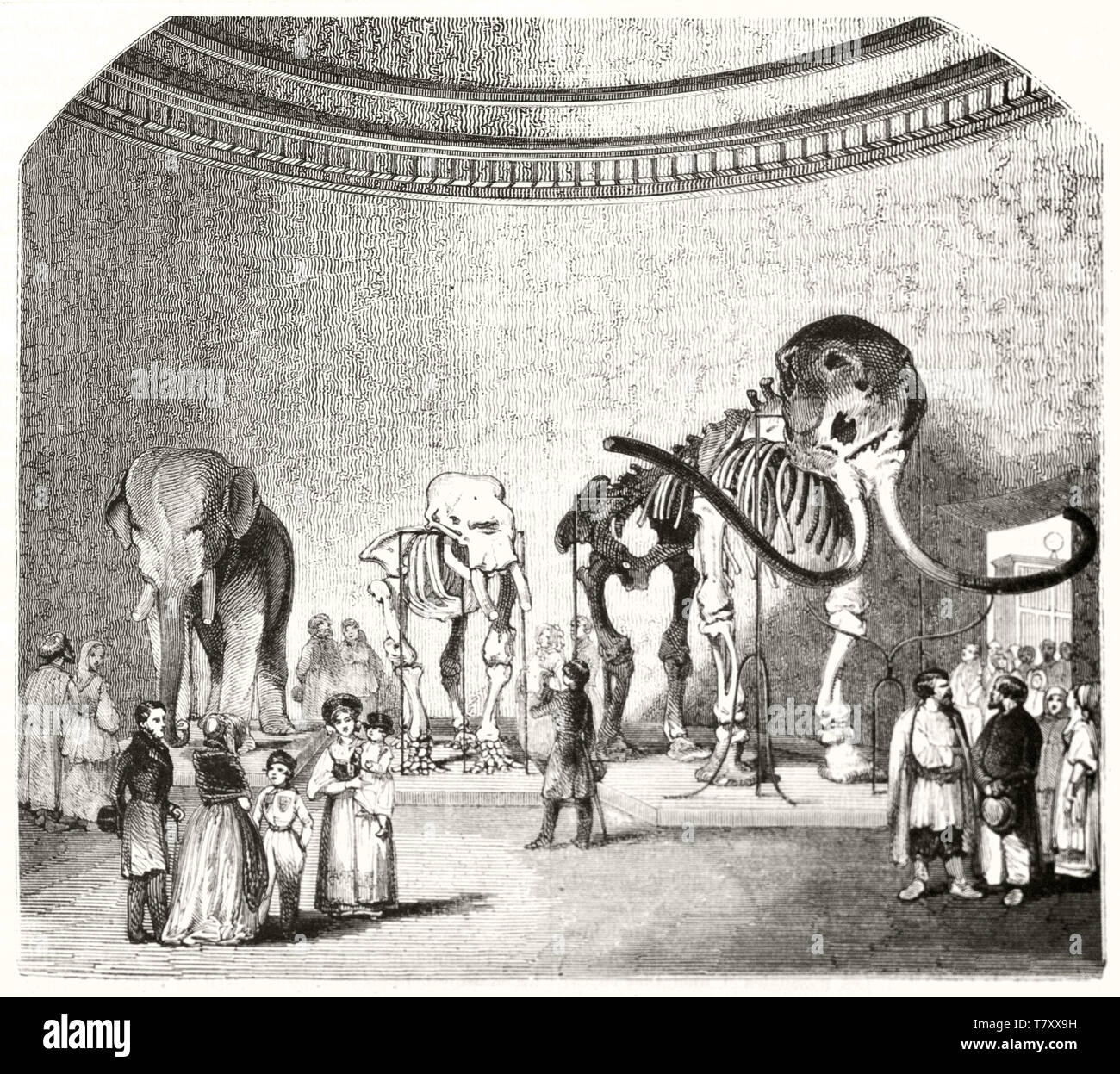 Parte di una grande sala dell'Accademia delle Scienze di San Pietroburgo, Russia. La gente ammira mammoth scheletri. Immagine in scala di grigi di autore non identificato publ. su Magasin pittoresco Parigi 1848 Foto Stock
