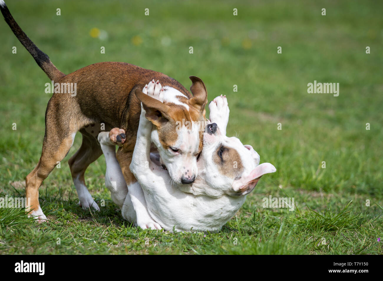 Due American Pit Bull Terrier cuccioli giocando su un prato Foto Stock