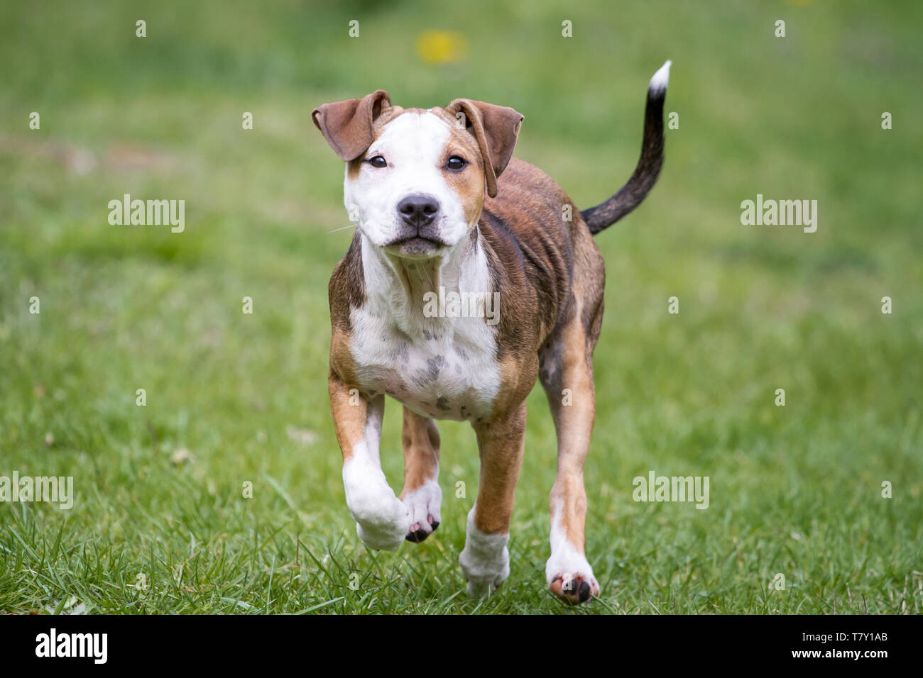 Cucciolo bianco marrone Pit Bull che corre su un prato Foto Stock
