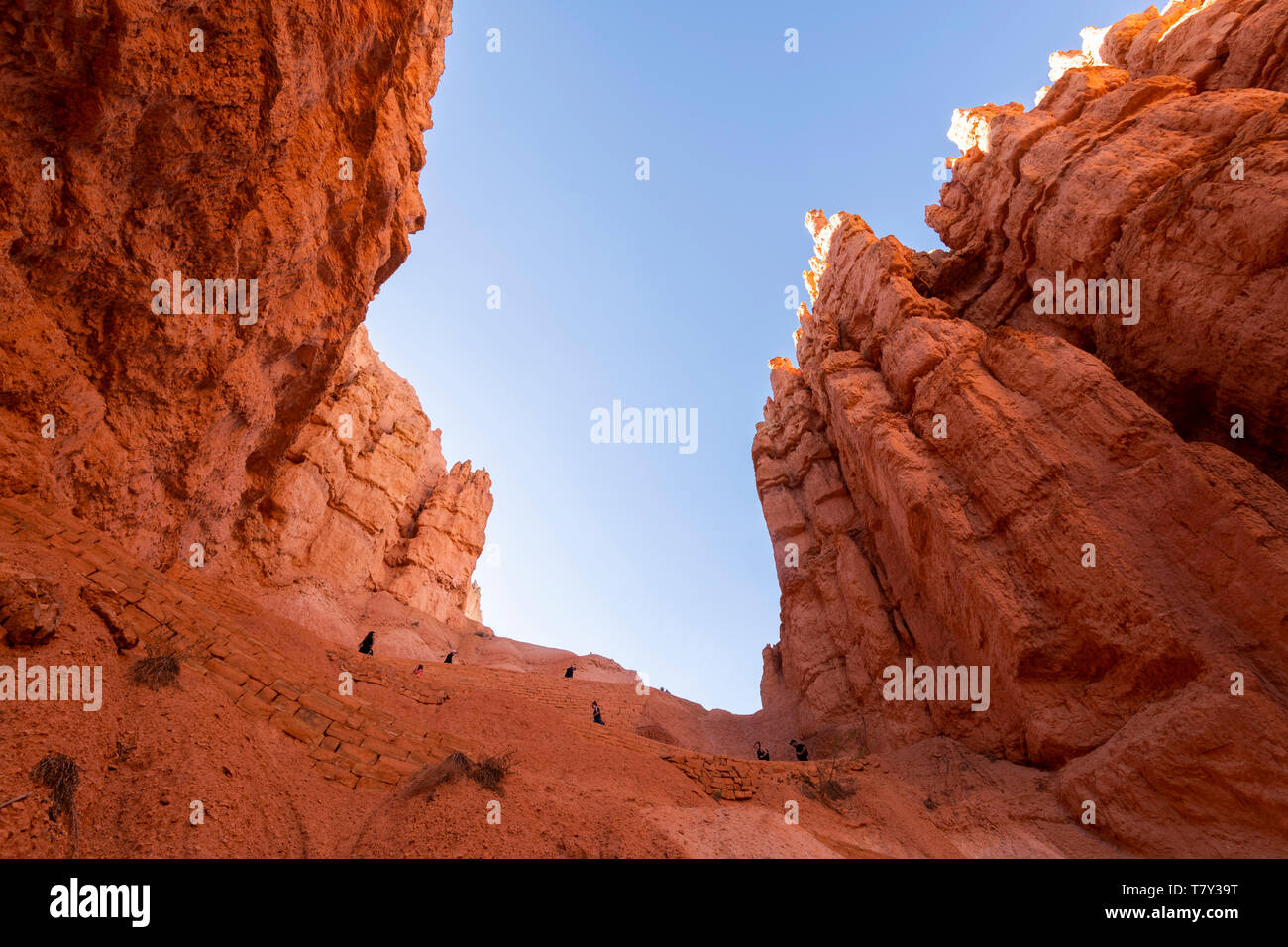 Parco Nazionale di Bryce Canyon, Utah, Stati Uniti d'America. Sentiero escursionistico nel canyon.Caption locale *** Foto Stock