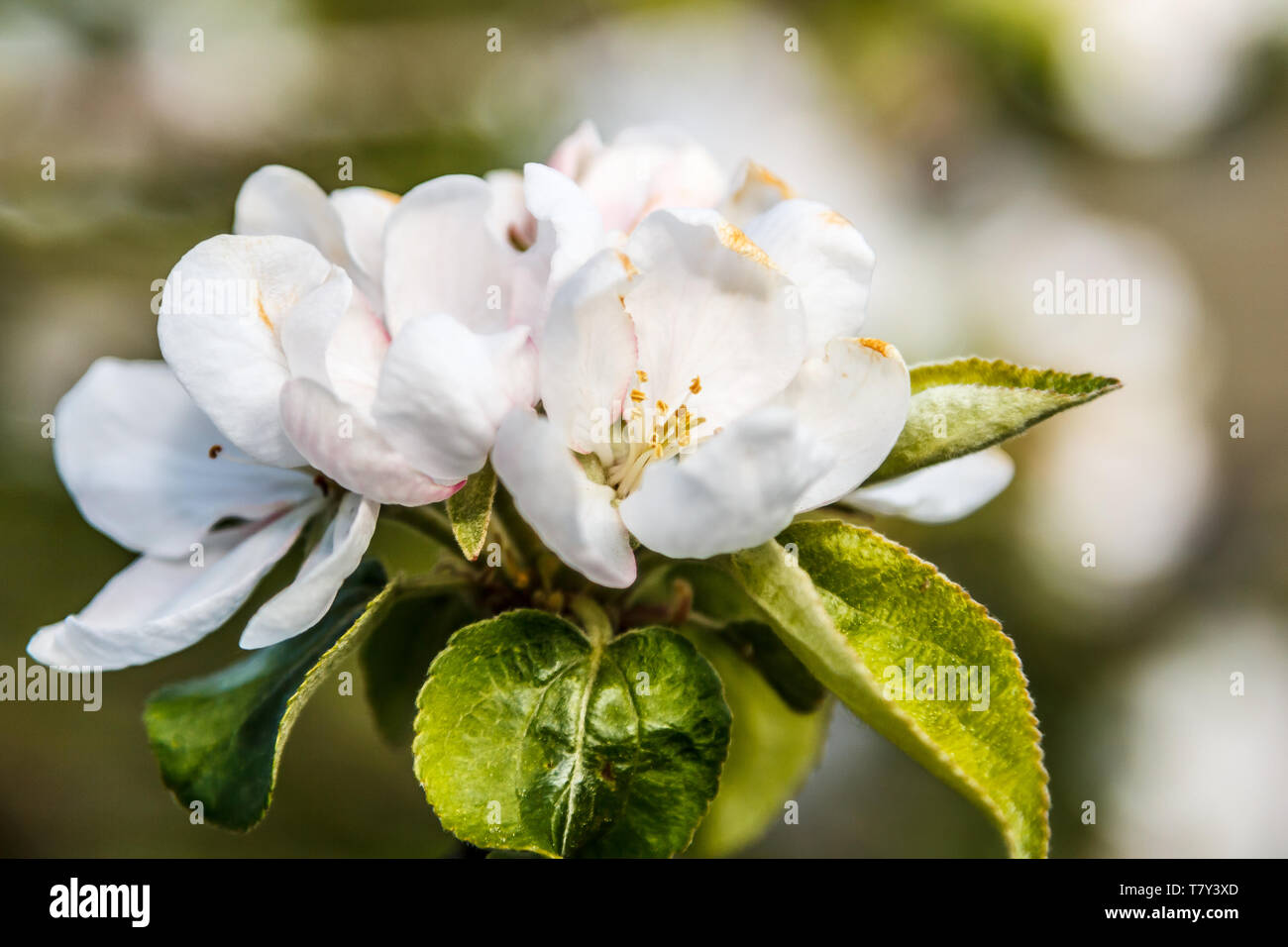 Fiore del melo in primavera, sfondo naturale Foto Stock