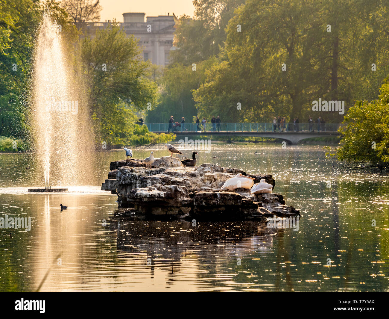 Pellicani sulla roccia in St James Park Lake, Londra, Regno Unito. Foto Stock