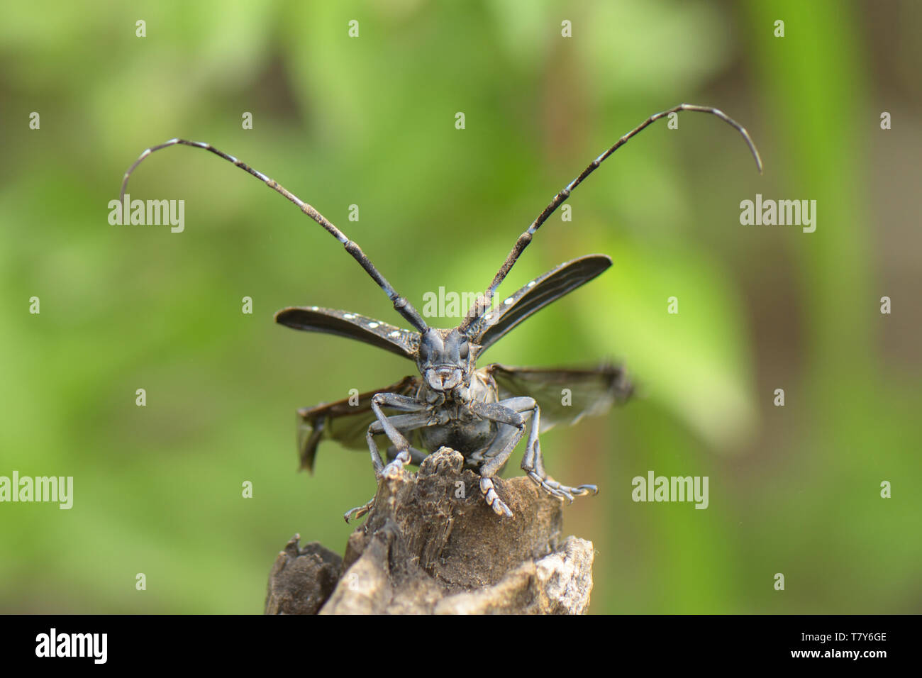 Longhorn Beetle (Cerambycidae sp.) aprendo le sue ali di decollare da un ceppo di albero sulla Grande Muraglia della Cina Foto Stock