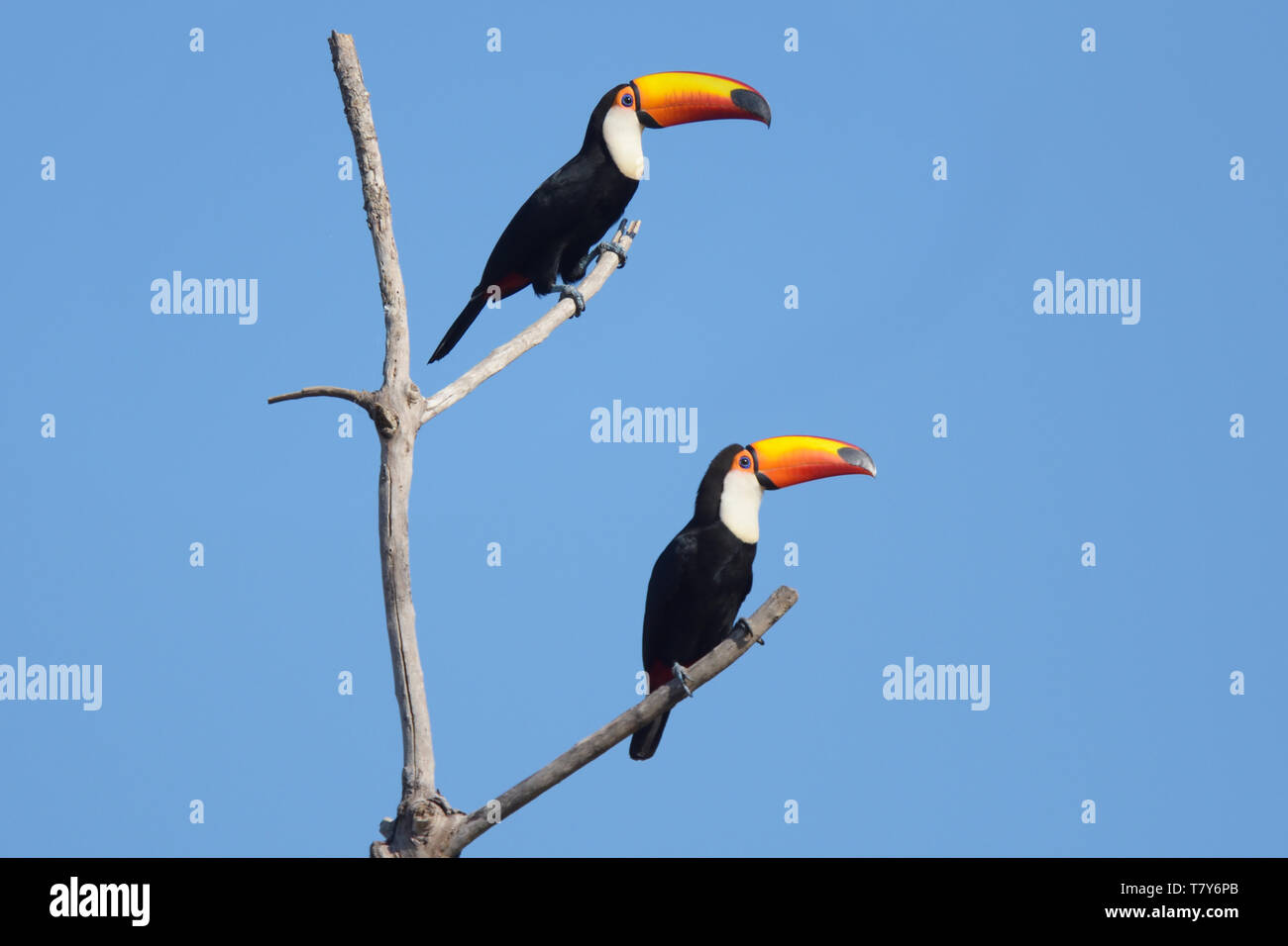 Coppia di Toco tucani (Ramphastos toco) nel Pantanal, Brasile Foto Stock