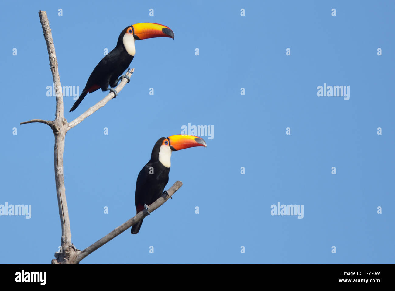 Coppia di Toco tucani (Ramphastos toco) nel Pantanal, Brasile Foto Stock
