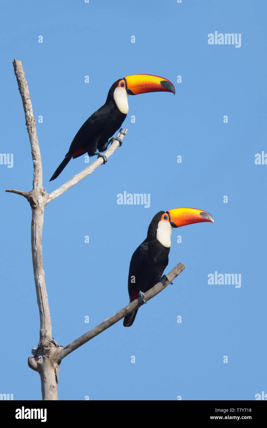 Coppia di Toco tucani (Ramphastos toco) nel Pantanal, Brasile Foto Stock