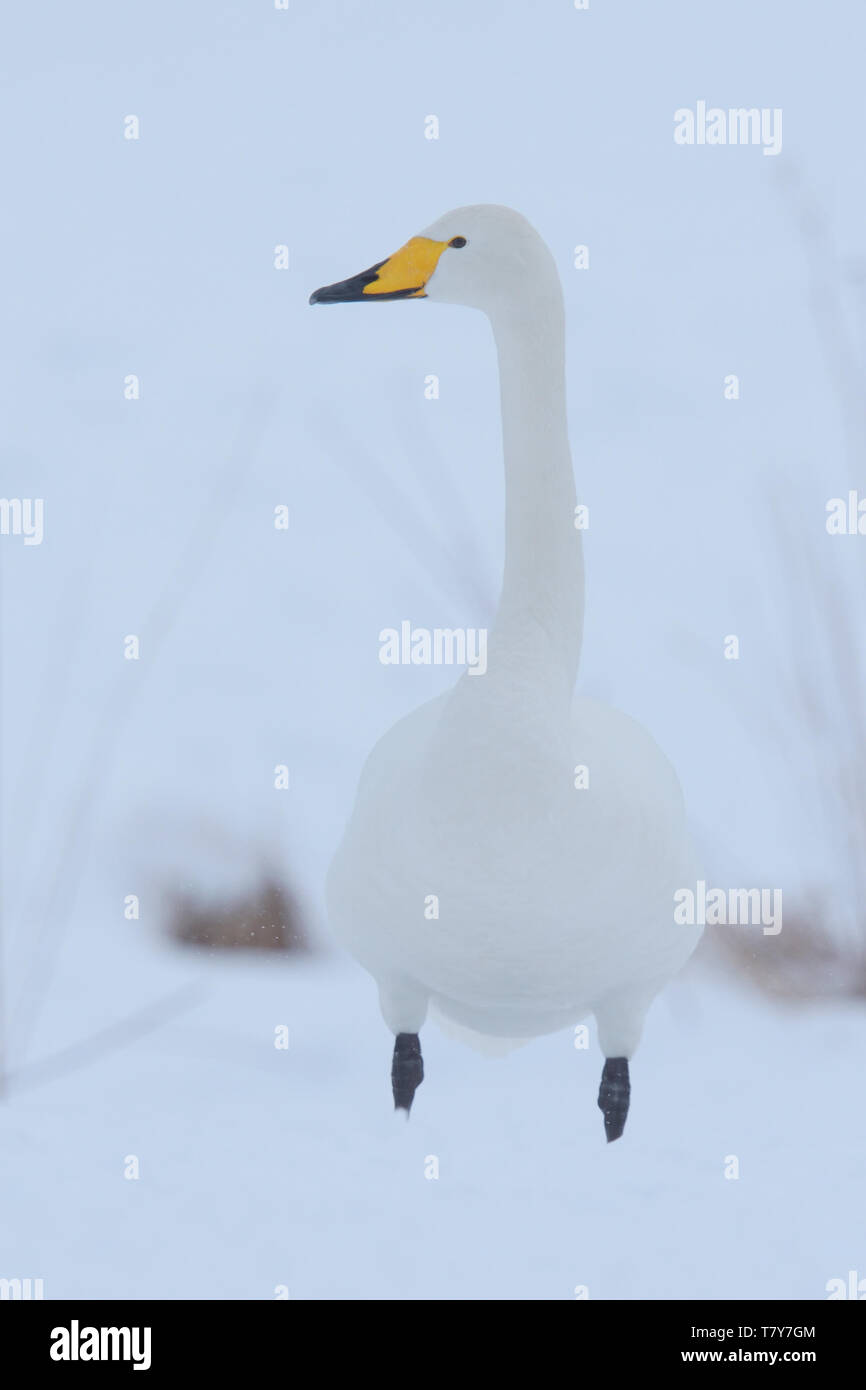 Whooper Swan (Cygnus cygnus) in inverno la neve dell'Isola Hokkaido, Giappone. Foto Stock