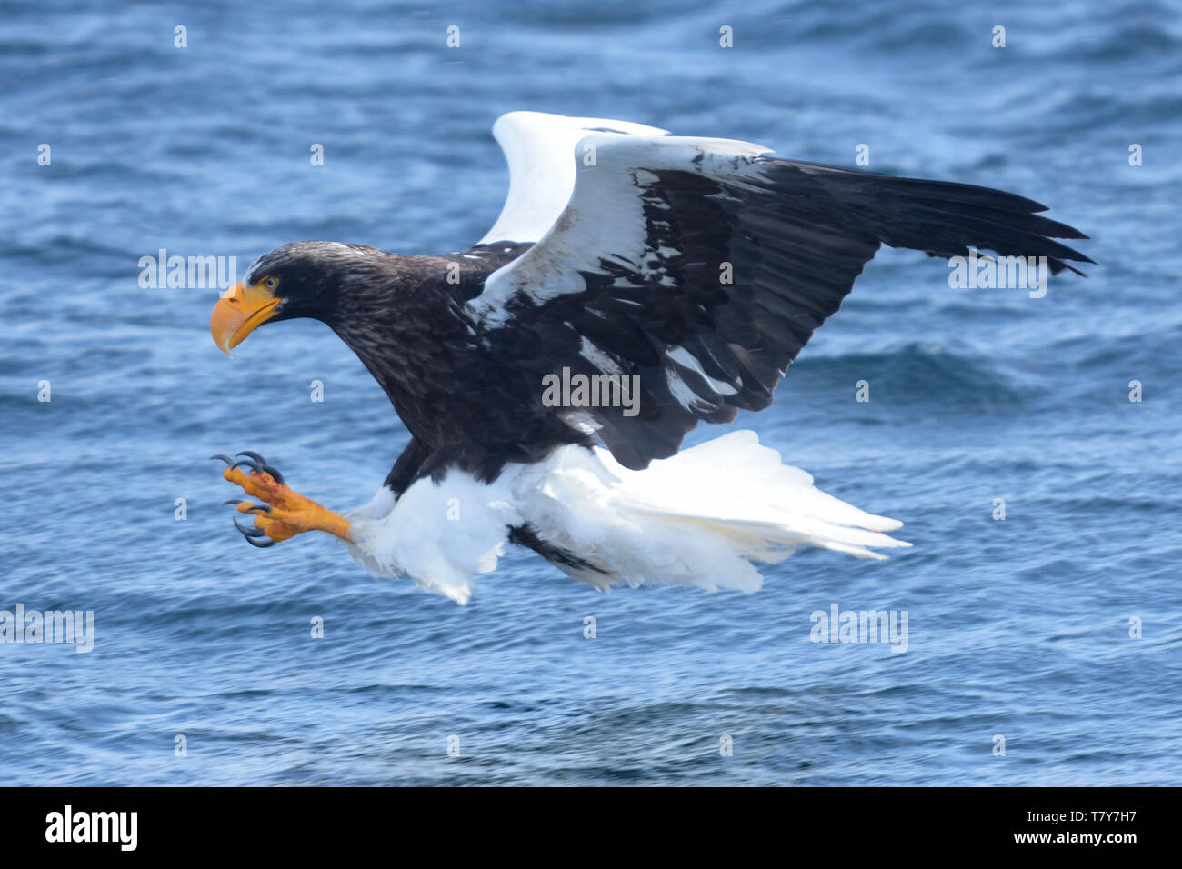 Steller's Sea Eagle (Haliaeetus pelagicus) caccia ai pesci nell'Oceano Pacifico, Isola Hokkaido, Giappone. Foto Stock