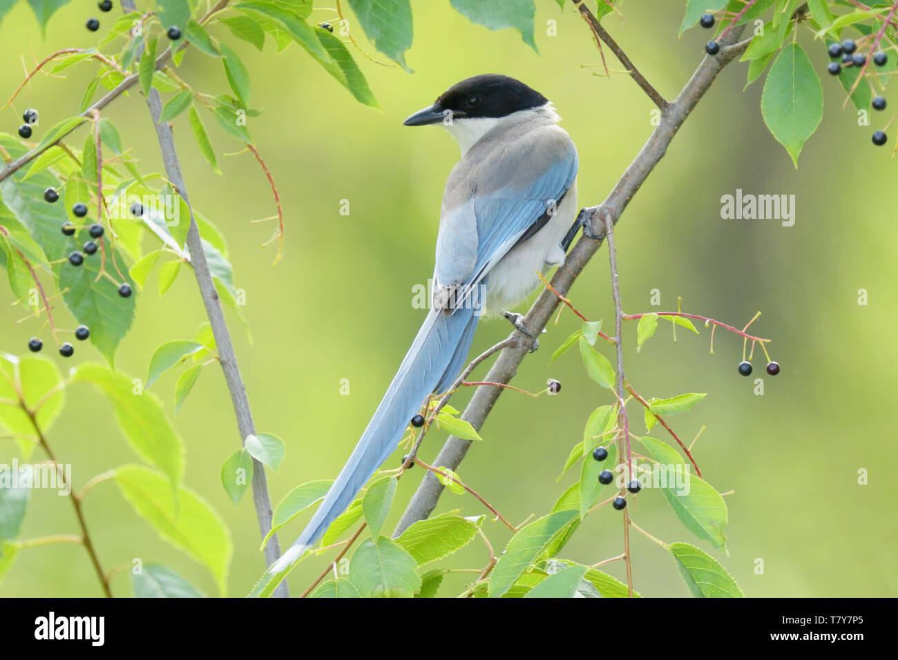 Azzurro-wnged Mgpie (Cyanopica cyanus) in una bacca di albero in un parco di Pechino, Cina Foto Stock