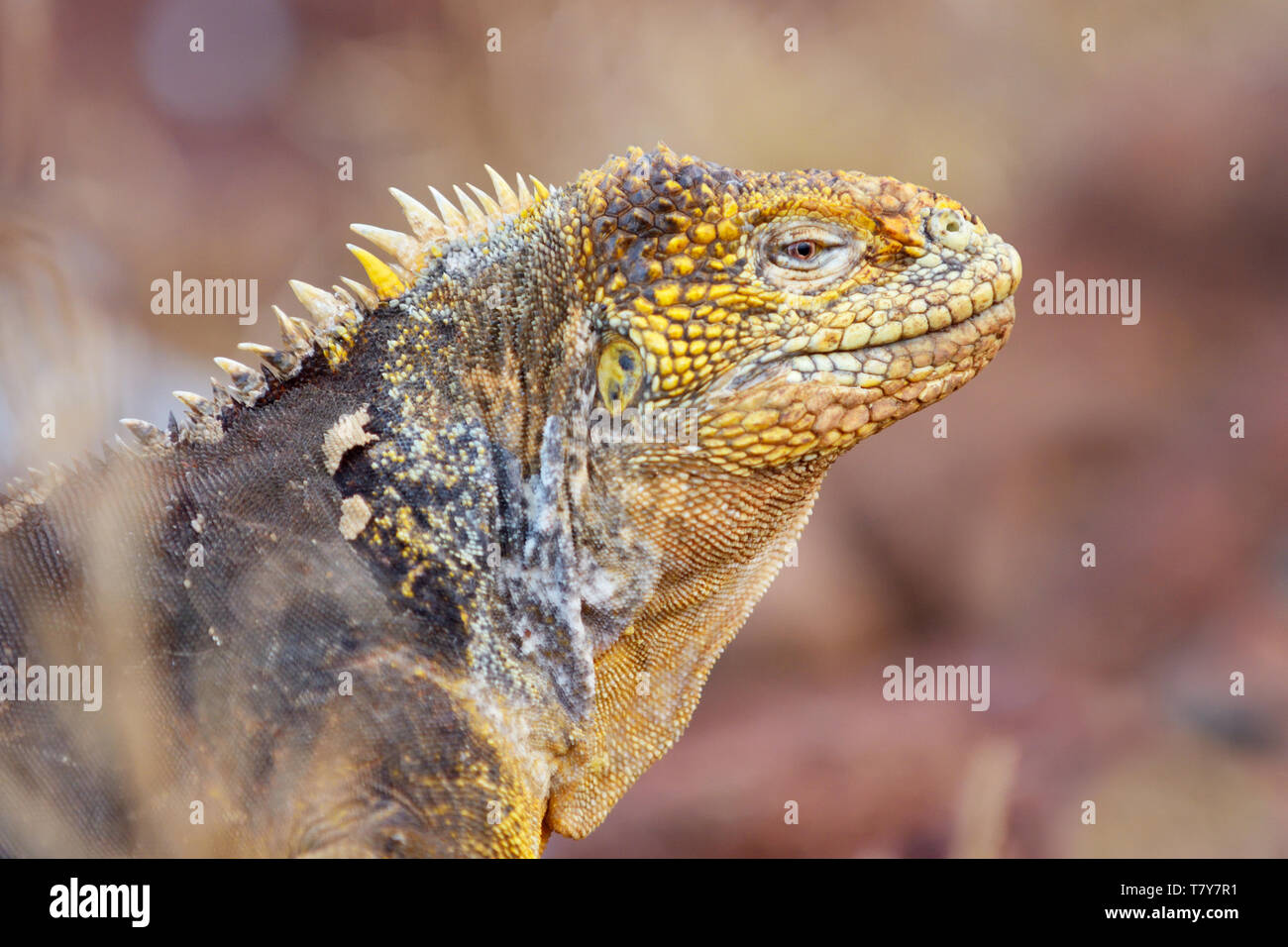 Close-up di una terra Galapagos Iguana (Conolophus subcristatus) su North Seymour Island e le isole Galapagos Foto Stock