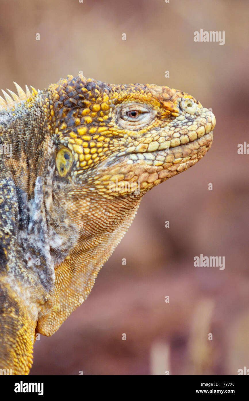 Close-up di una terra Galapagos Iguana (Conolophus subcristatus) su North Seymour Island e le isole Galapagos Foto Stock