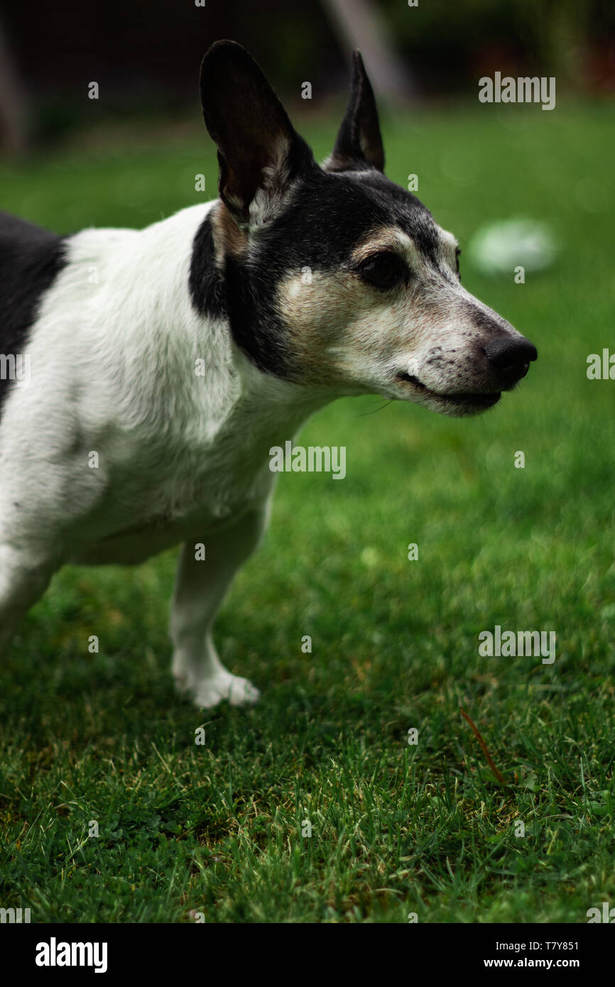 Black And White Jack Russel Immagini E Fotos Stock Alamy