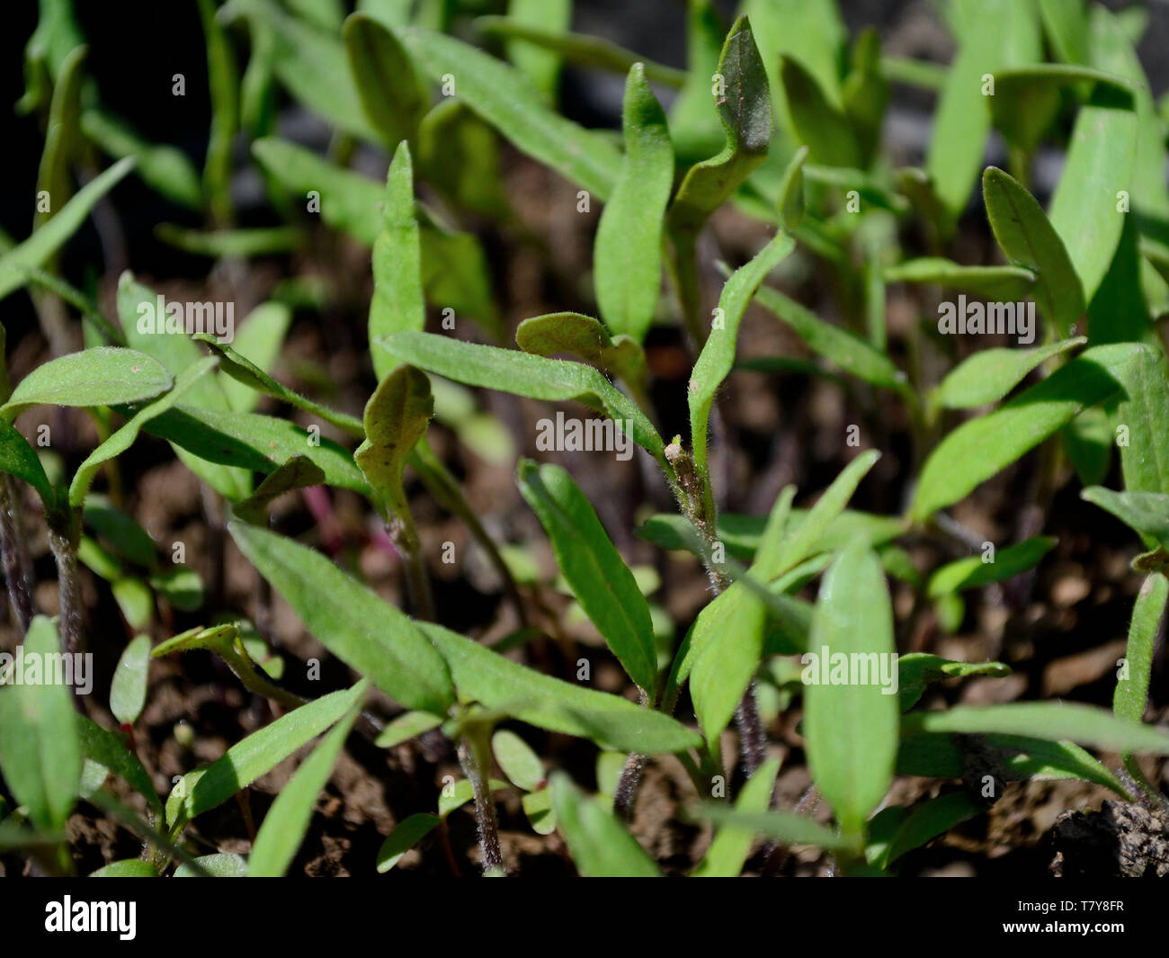 I giovani germogli di pomodoro Solanum lycopersicum Foto Stock