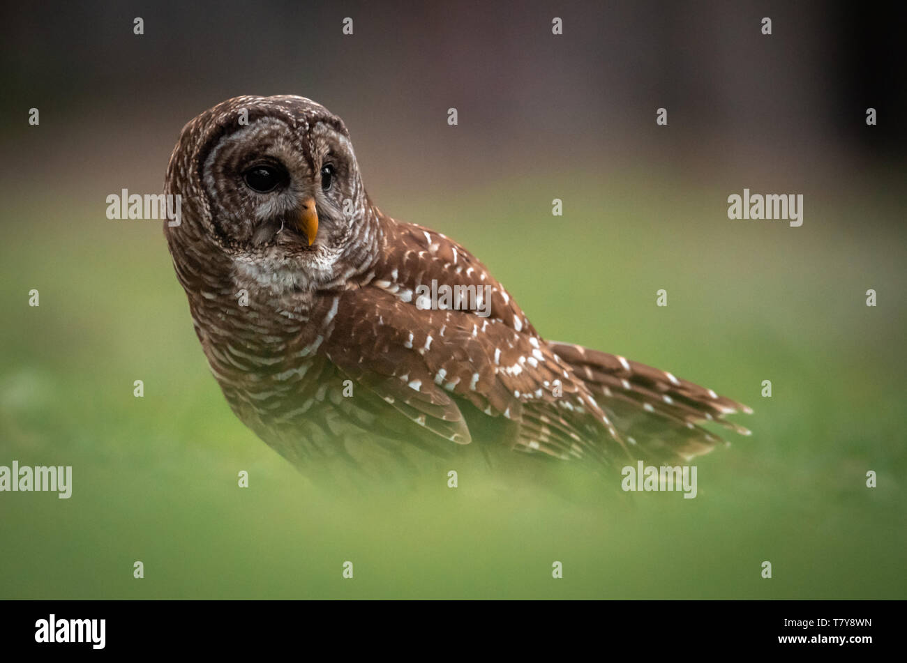 Bloccate il Gufo in Florida Foto Stock