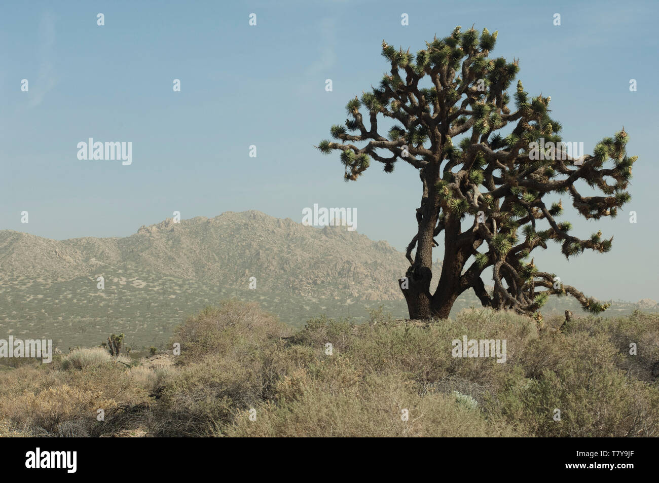 Joshua tree nel deserto Mohave ecosistema di Big Rock Creek Wildlife Sanctuary, California. Fotografia digitale Foto Stock