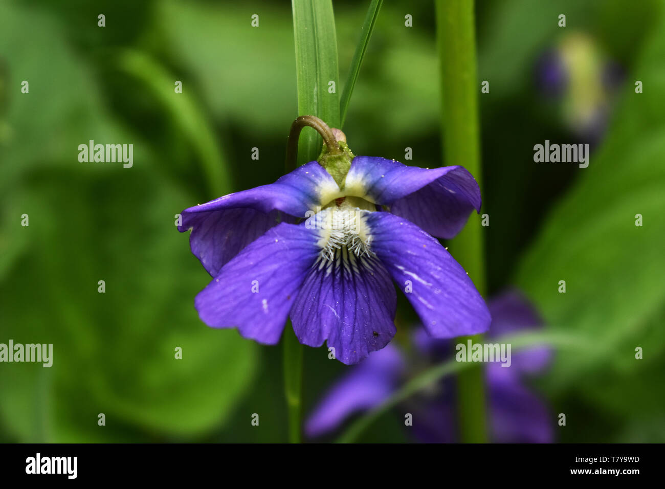 Close up di comune blue violet (Viola sororia) Foto Stock