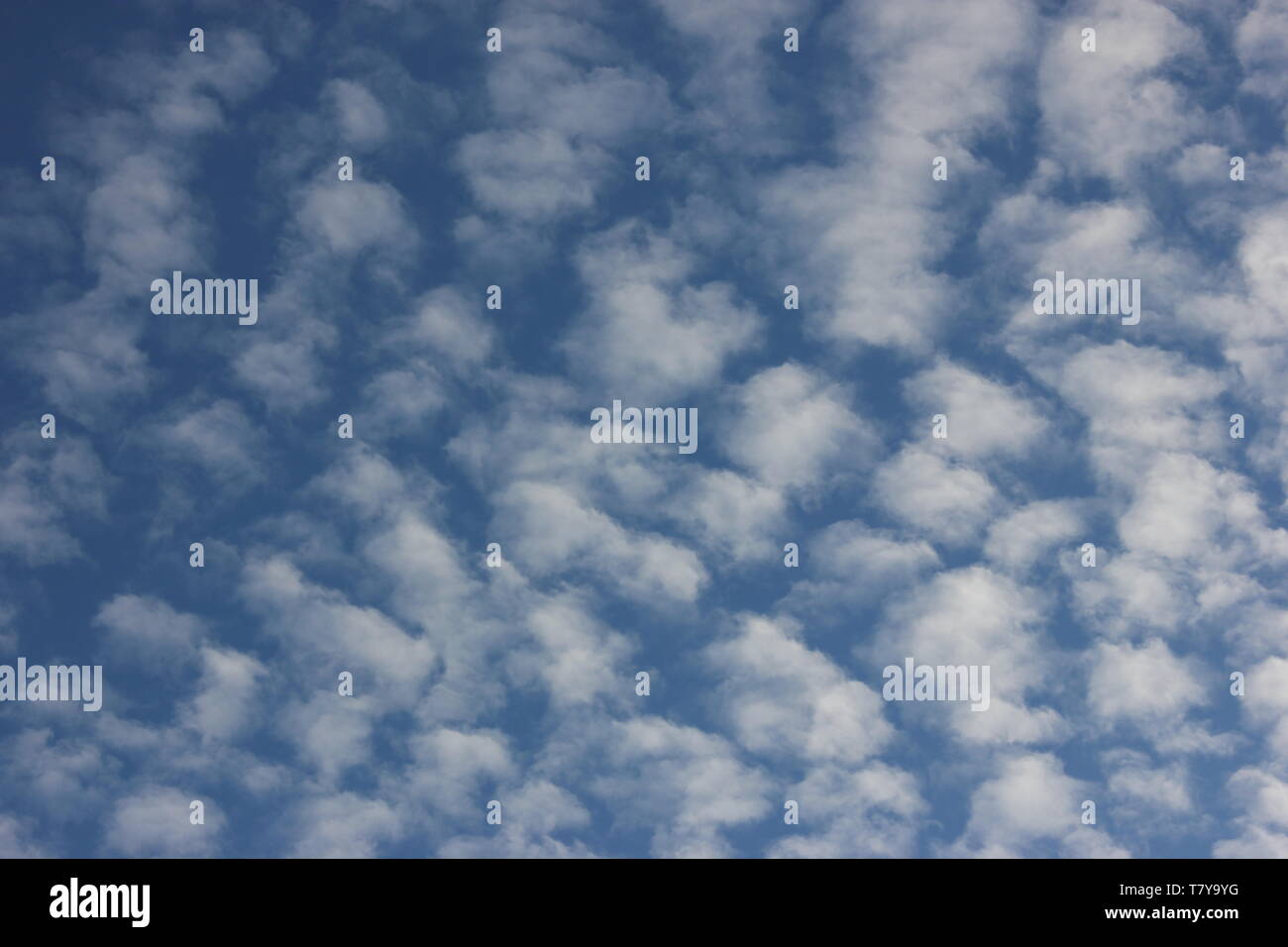 Cirrocumulus lanosa nuvole sul cielo blu. Foto Stock