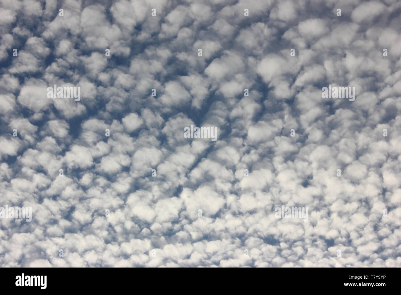 Cirrocumulus lanosa nuvole sul cielo blu. Foto Stock