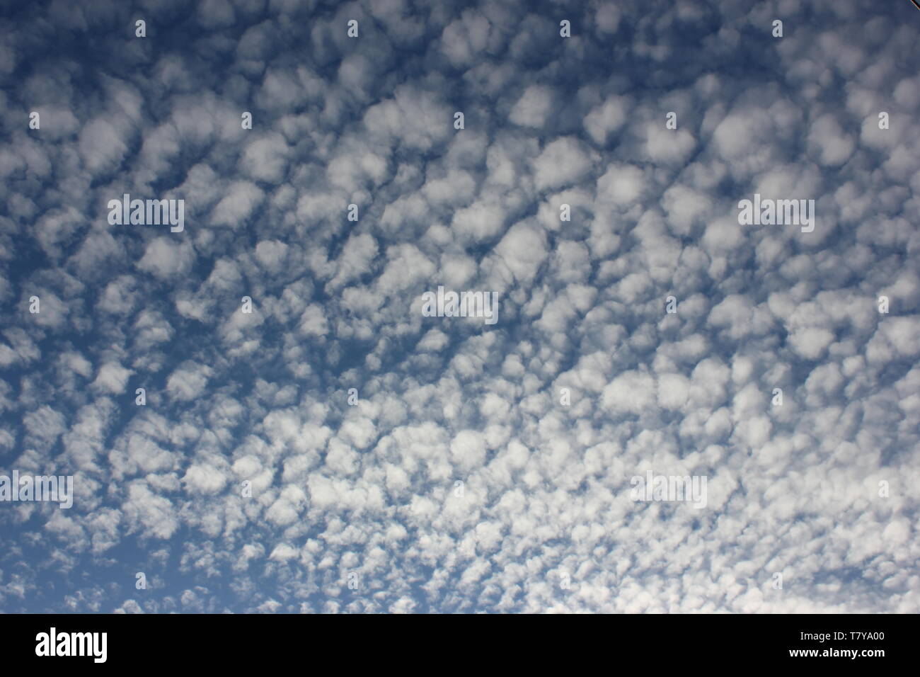 Cirrocumulus lanosa nuvole sul cielo blu. Foto Stock