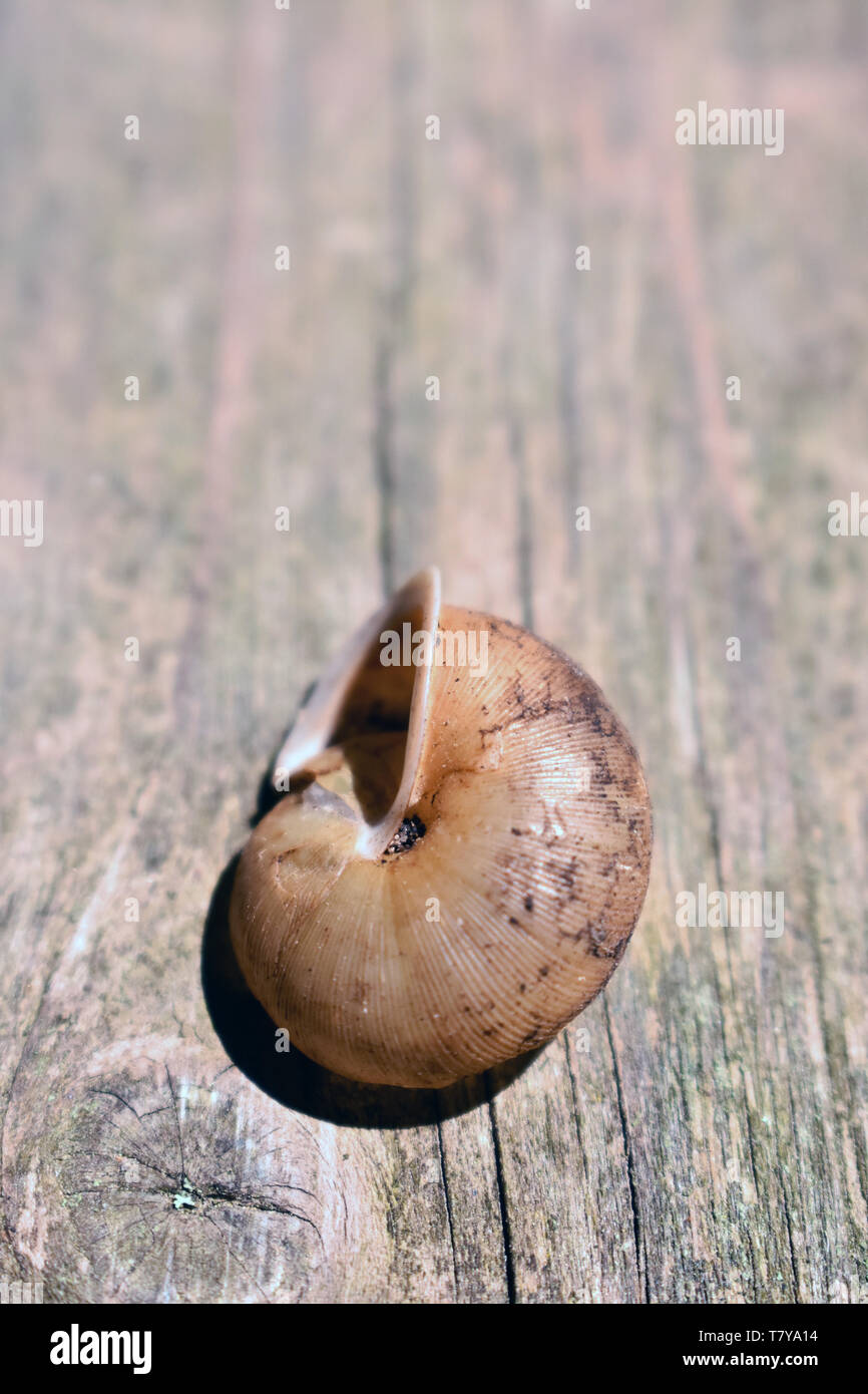 Close-up di chiocciolina d'acqua shell su sfondo di legno Foto Stock