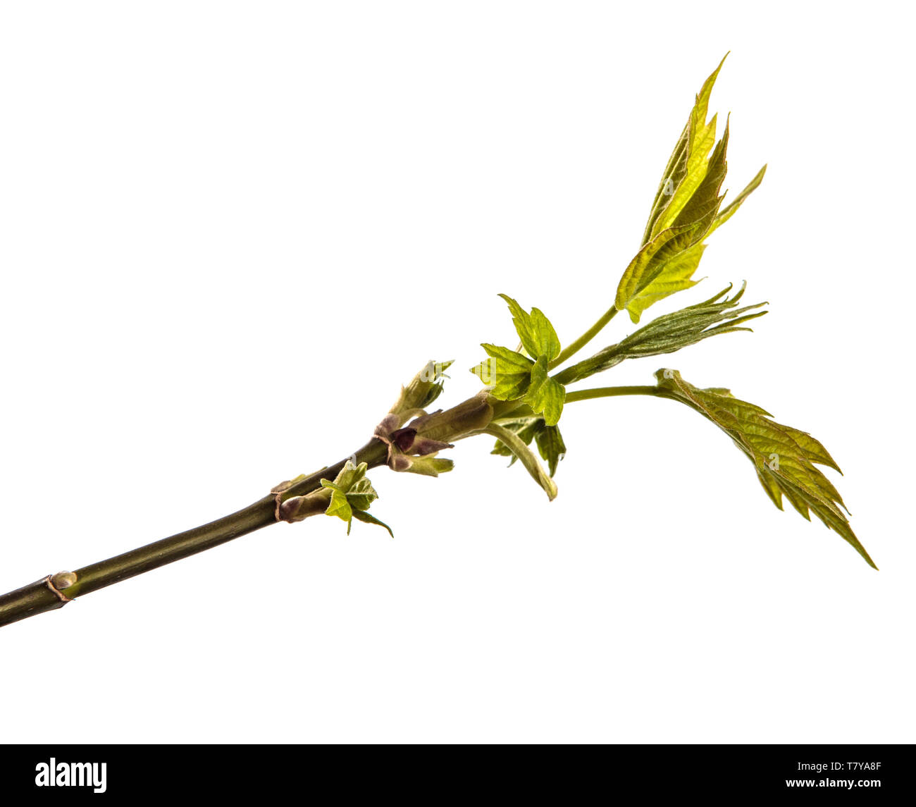 Albero di acero succursale con giovani foglie verdi isolati su bianco Foto Stock