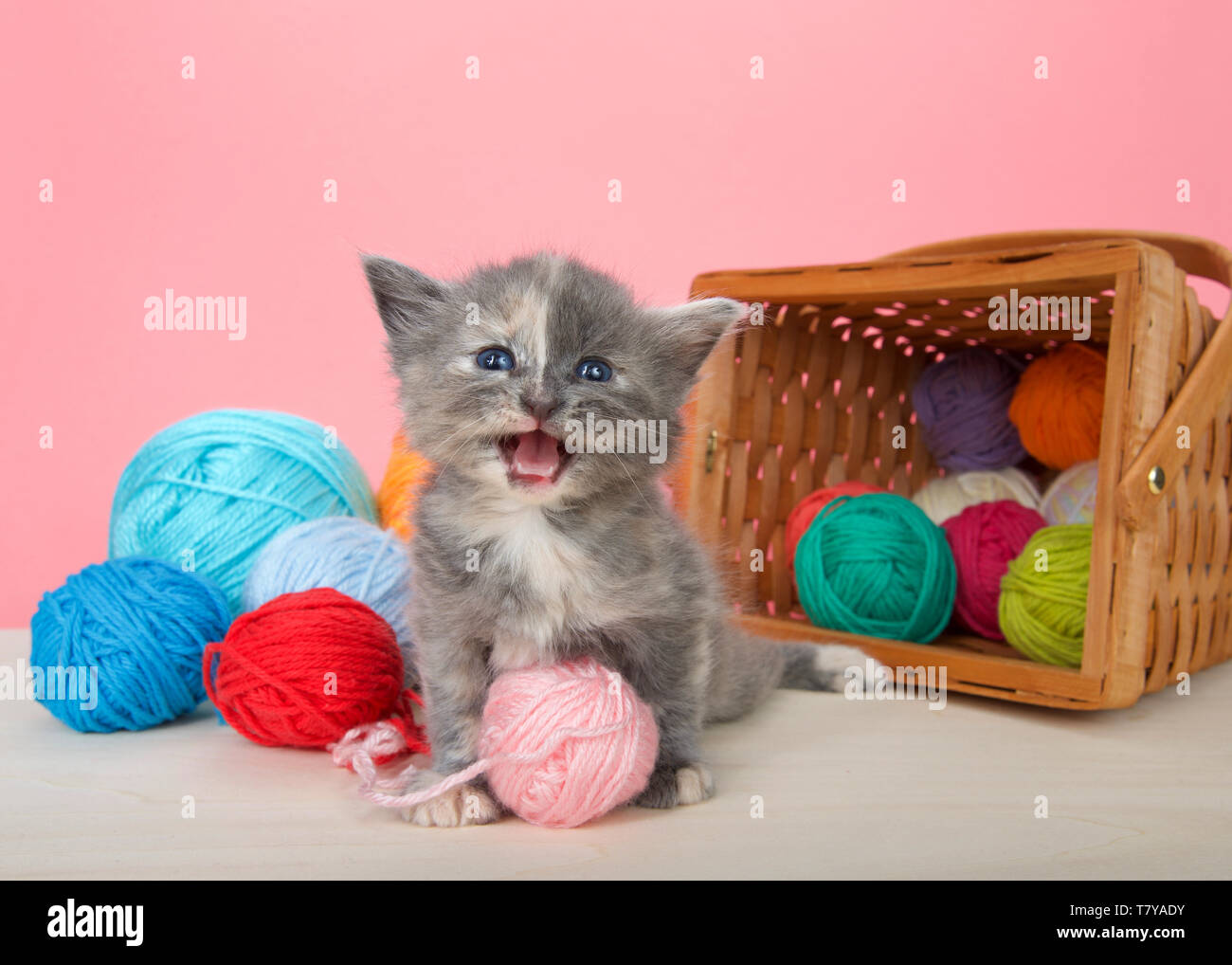 Adorabili diluito baby Tortie gattino seduto accanto al paniere di filato versato sul pavimento in legno con sfondo rosa guardando viewer meowing. Foto Stock