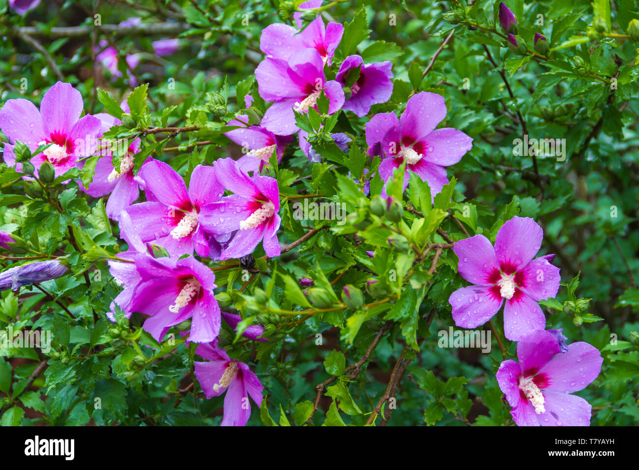 Hibiscus syriacus sotto la pioggia fiore nazionale della Corea del Sud Foto Stock