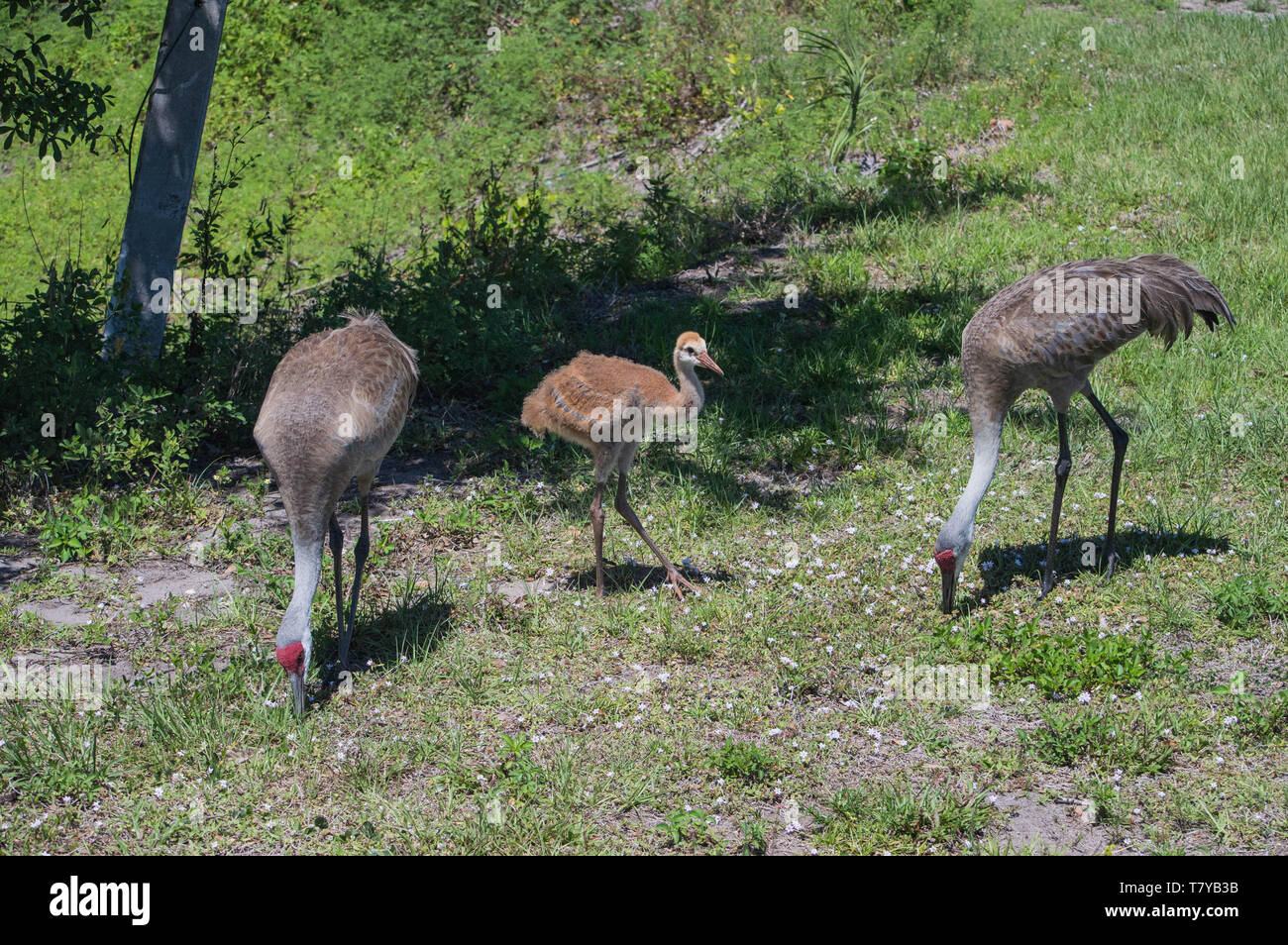 Antigone canadensis, Florida Sandhill gru genitori e bambini grande e alto di piuma Uccelli animale lungo le gambe di alimentazione permanente di foraggio erba prato Foto Stock