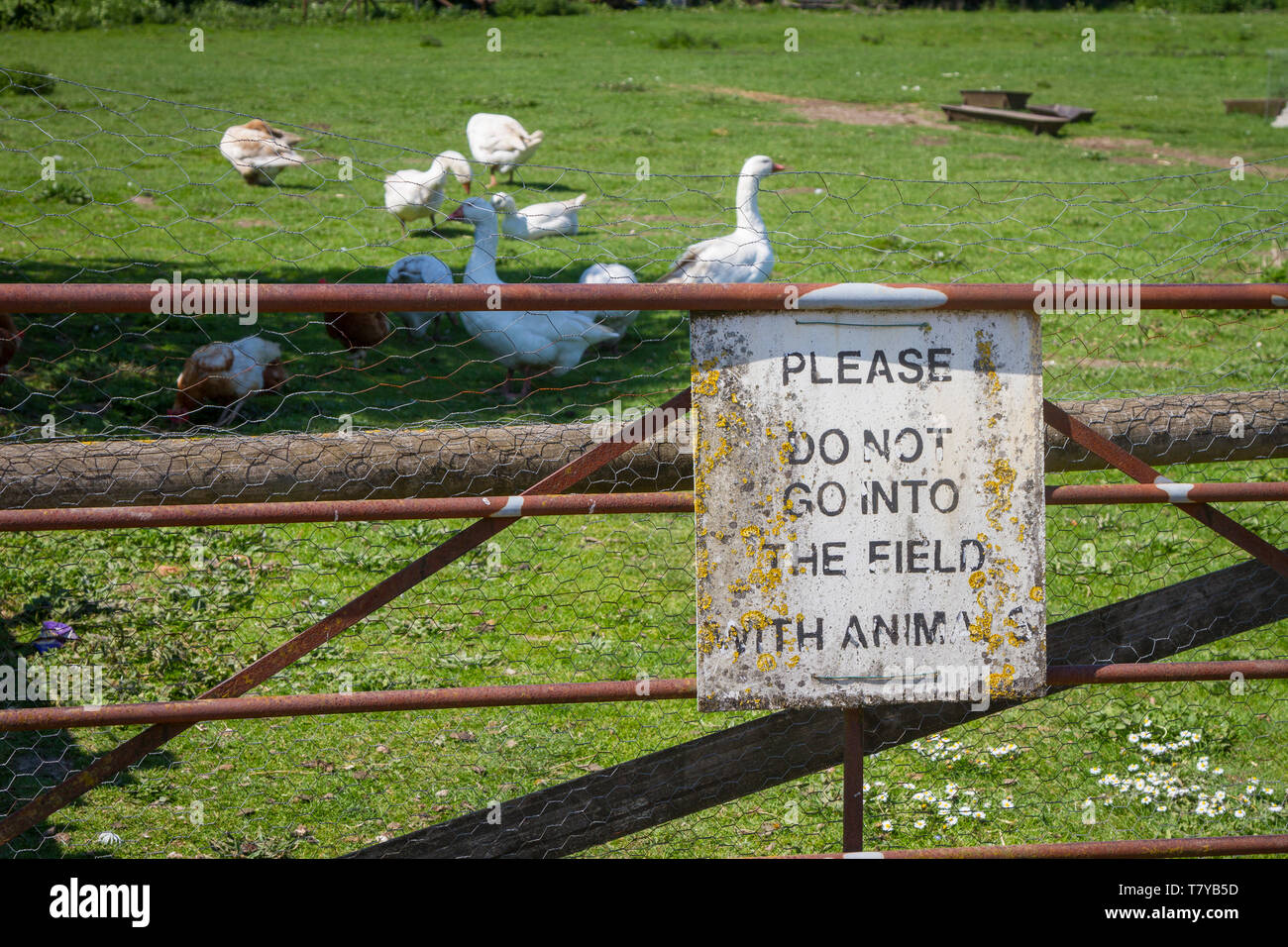 Un vecchio arrugginito segno di avvertimento su una fattoria la lettura "Si prega di non andare nel campo con animali" con intervallo libero oche bianco dietro. Foto Stock