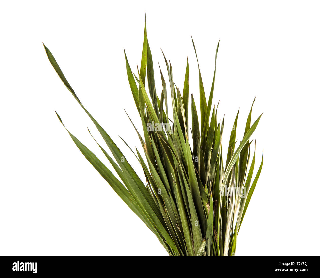 Mazzetto di giovani erba verde isolato su bianco Foto Stock