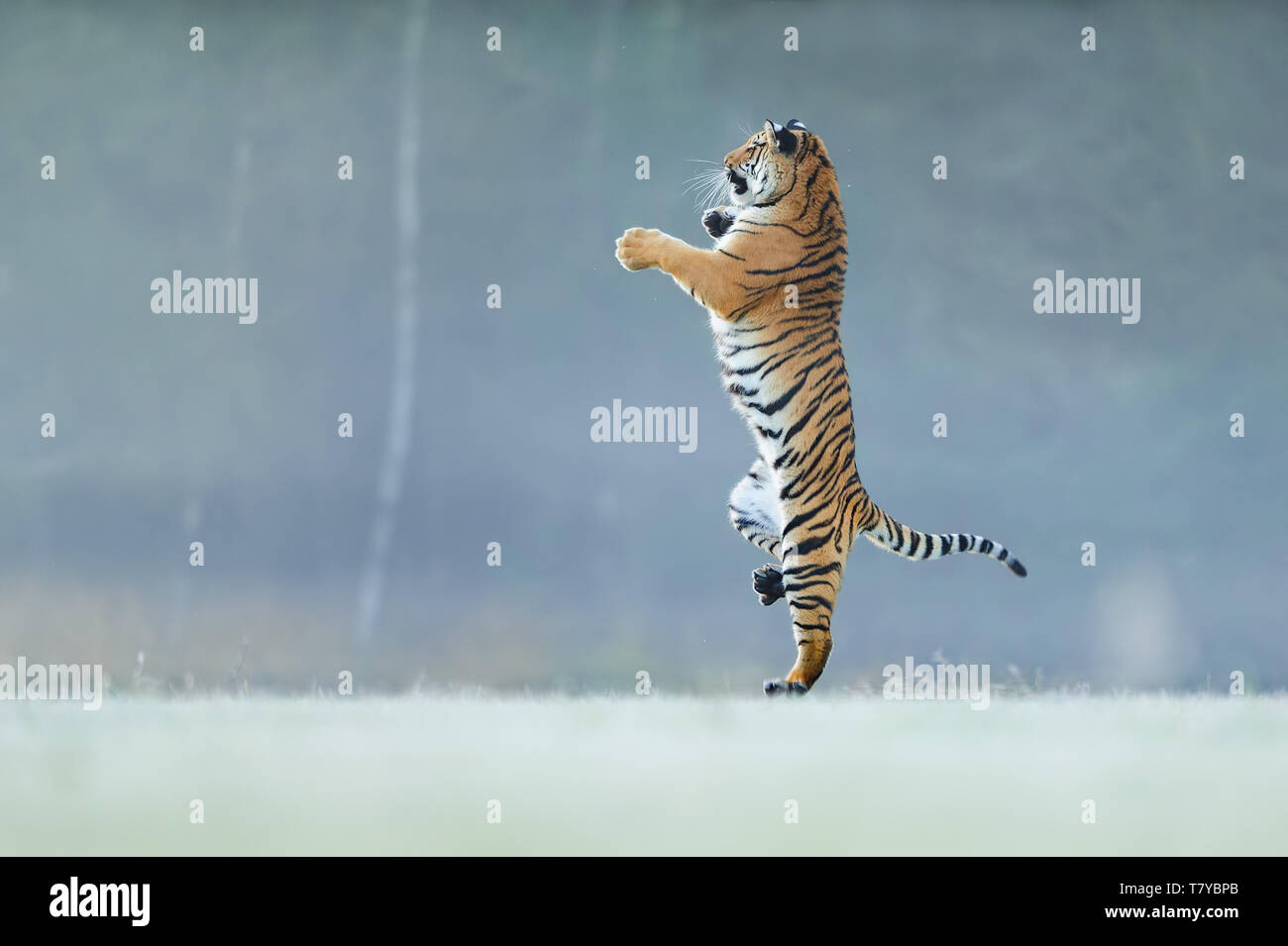 Tiger in piedi sul retro zampe. Non pongono typicall per big cat. Dancing tiger. Tigre di Amur. Panthera tigris altaica. Foto Stock