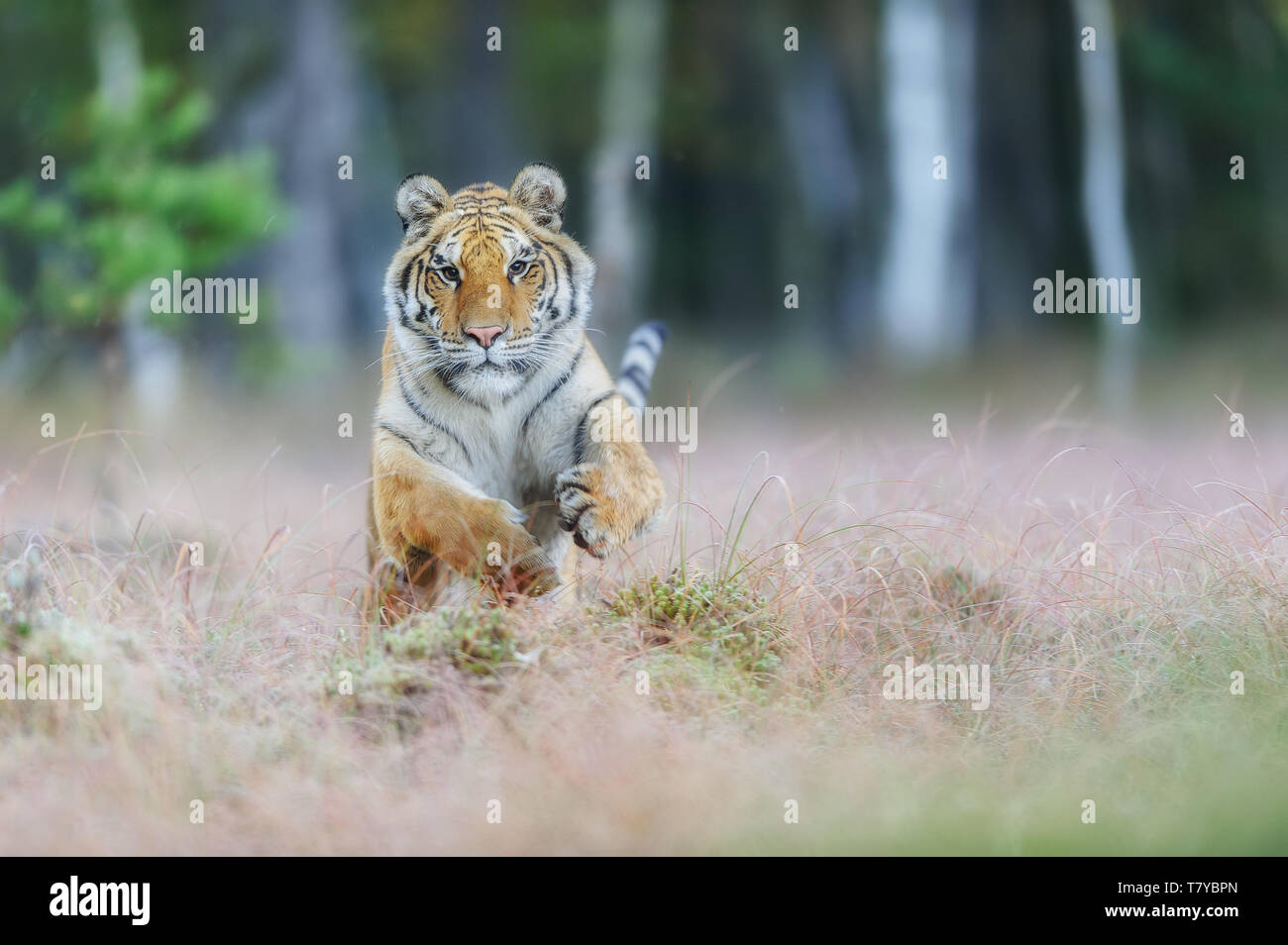 Attaccare la tigre di Amur dalla parte anteriore. Tigre Siberiana jumping in wild taiga. Tigre Siberiana, Panthera tigris altaica Foto Stock