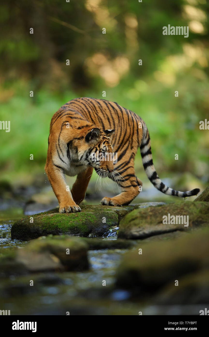 Tigre Siberiana sulla pietra vicino al fiume. Tigre Siberiana, Panthera tigris altaica Foto Stock