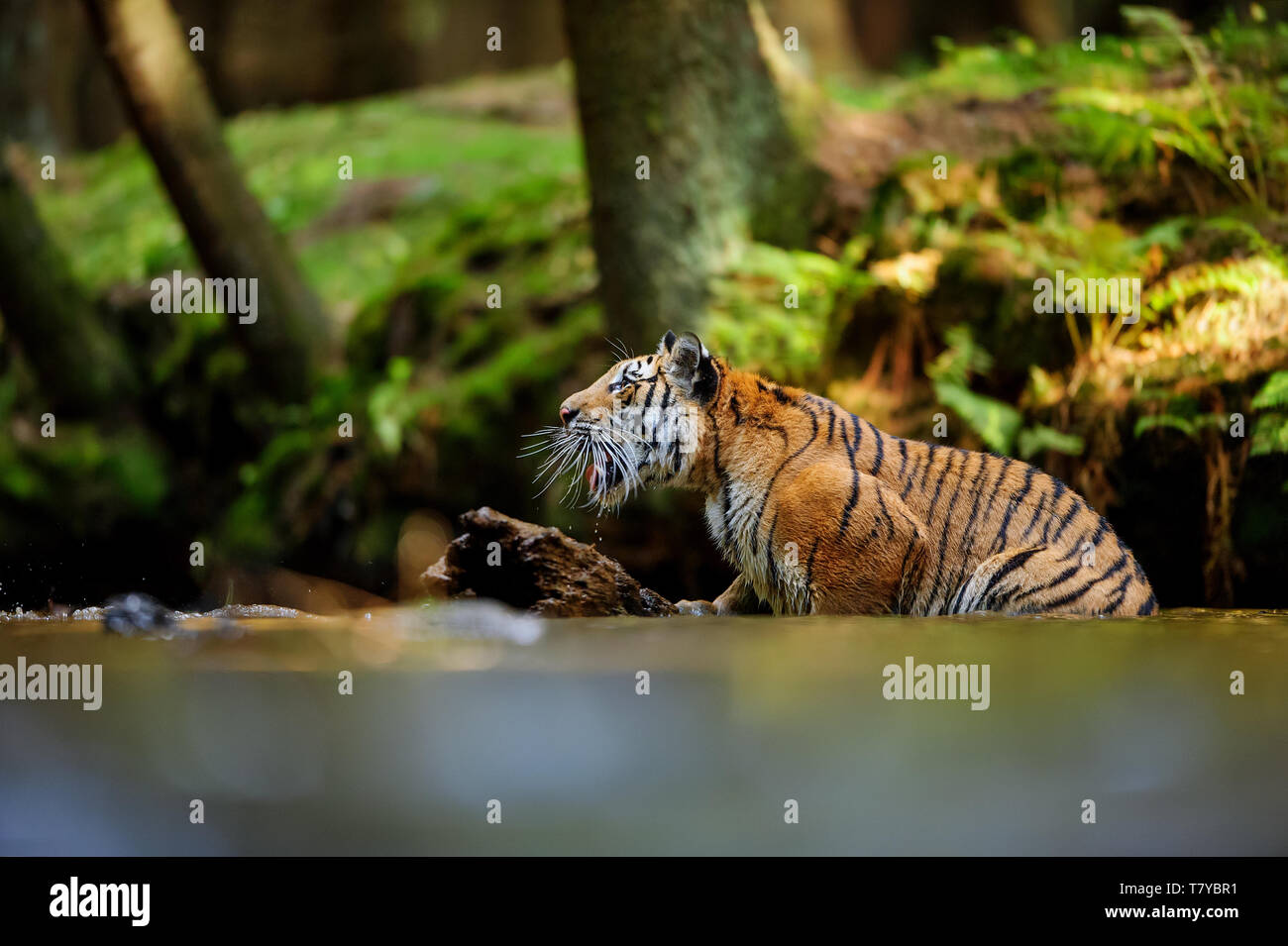Tiger gridando nel fiume. Flusso di foresta con animali pericolosi. Panthera tigris altaica Foto Stock