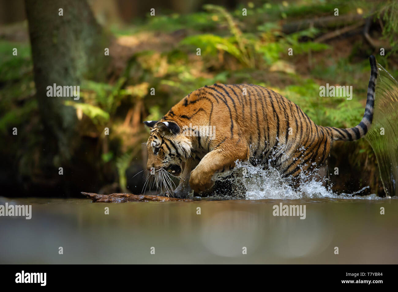Tigre Siberiana nella foresta fiume con spruzzi d'acqua. Agressive animale in habitat naturali. Panthera tigris altaica Foto Stock