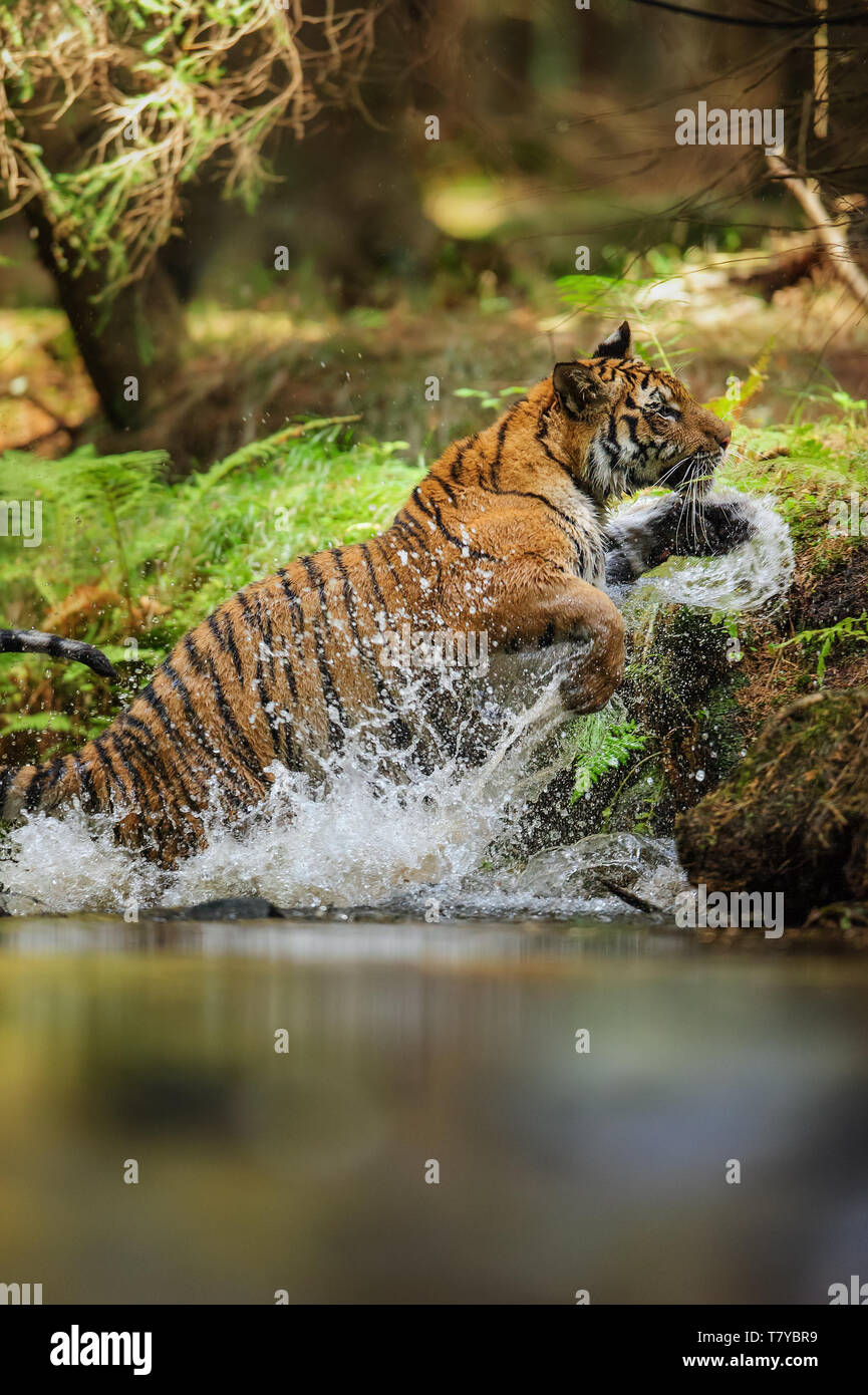 Tiger salta fuori di fiume con gli spruzzi di acqua scende intorno a. Aggressivo e alimentazione animale. La caccia e la velocità di movimento. Foto Stock