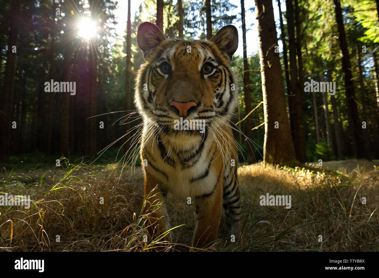Closeup look anteriore alla tigre siberiana con raggi di sole. Pericoloso closeup di animale selvatico. Panthera tigris altaica Foto Stock