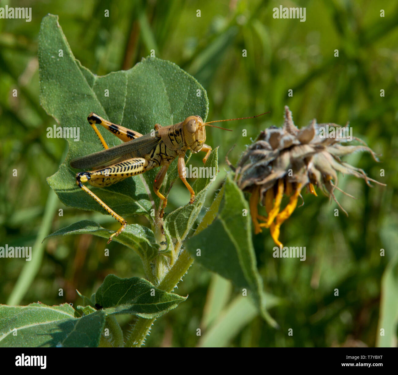 Grasshopper mangiare semi di girasole ad ovest del Texas Foto Stock
