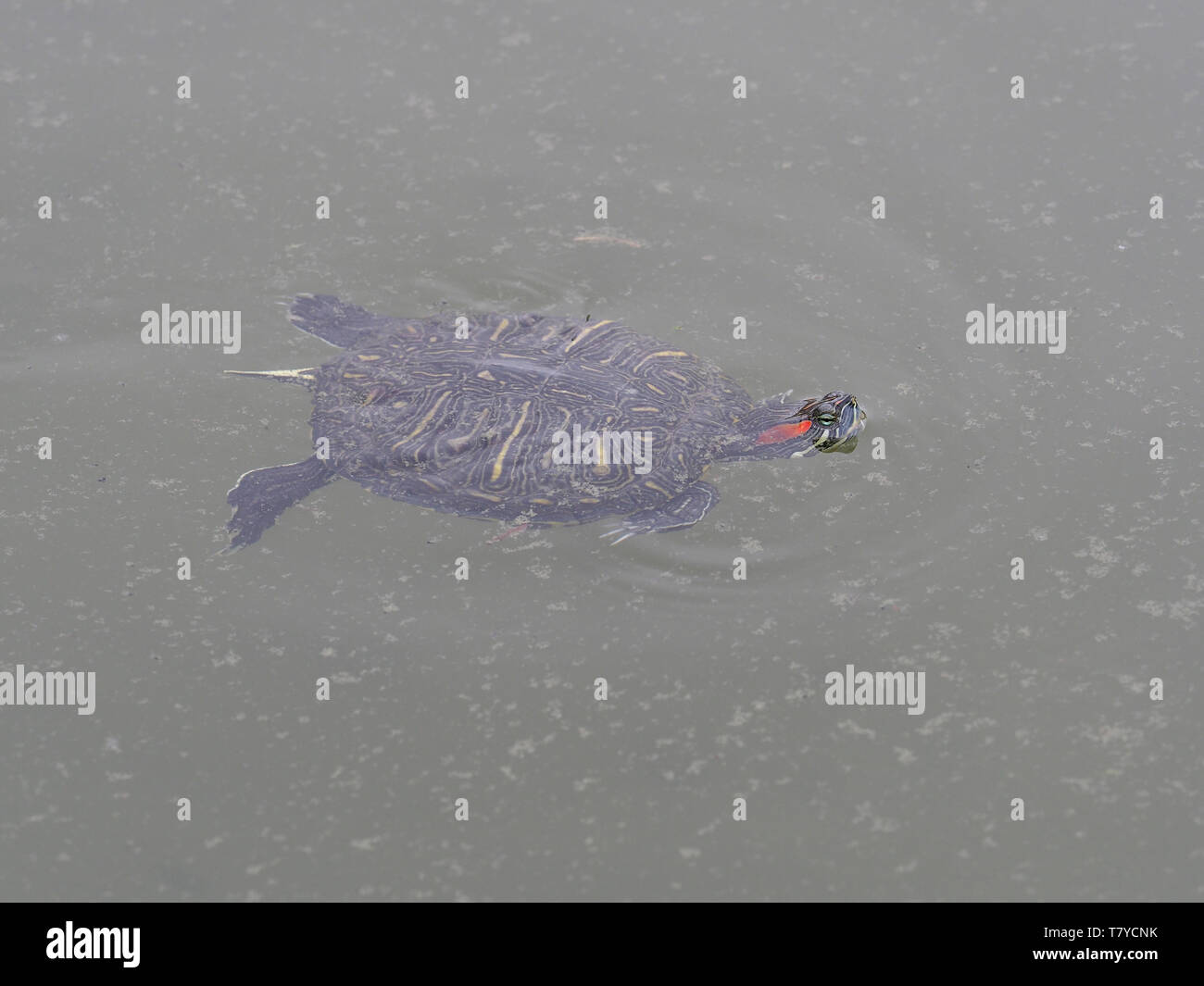 Rosso-eared slider Trachemys scripta elegans, Bulgaria, Aprile 2019 Foto Stock