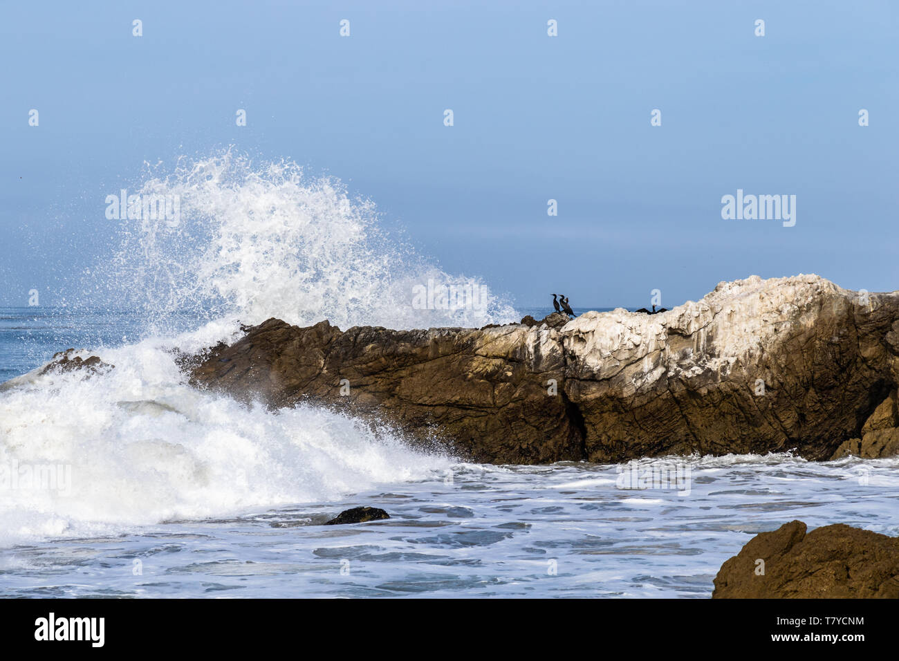 Cormorani nel sud della California, appollaiato onshore come un'onda si blocca nella roccia. Oceano Pacifico, cielo blu nella distanza. Foto Stock