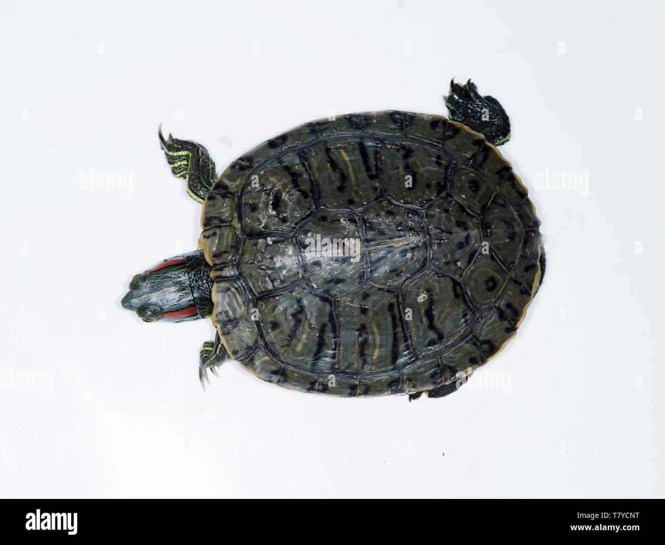 Rosso-eared slider Trachemys scripta elegans, Bulgaria, Aprile 2019 Foto Stock